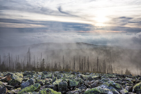 Deutschland, Bayern, Lusen, Nationalpark Bayerischer Wald, Waldsterben und Nebel im Herbst - STSF000581