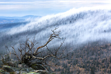 Deutschland, Bayern, Lusen, Nationalpark Bayerischer Wald, Waldsterben und Nebel - STSF000582