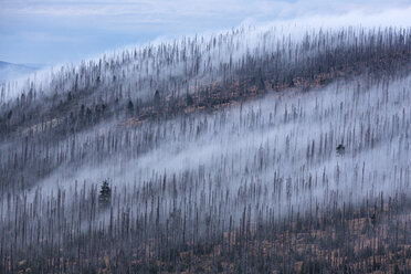 Germany, Bavaria, Lusen, Bavarian Forest National Park, Forest dieback and fog in autumn - STSF000583