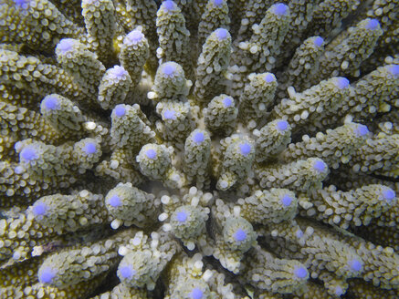 Corals Ari Atoll Maldives - FLF000555