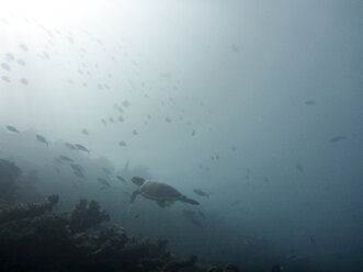 Hawksbill turtle, Ari Atoll Maldives - FLF000558