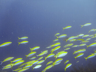 Fischschwarm, Ari-Atoll Malediven - FLF000559