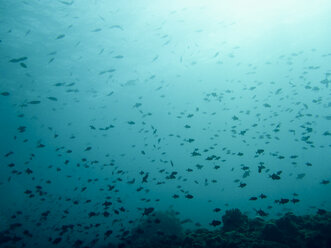 Fischschwarm, Ari-Atoll Malediven - FLF000561
