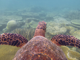 Echte Karettschildkröte, Ari-Atoll Malediven - FLF000563