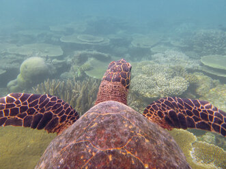 Hawksbill turtle, Ari Atoll Maldives - FLF000563