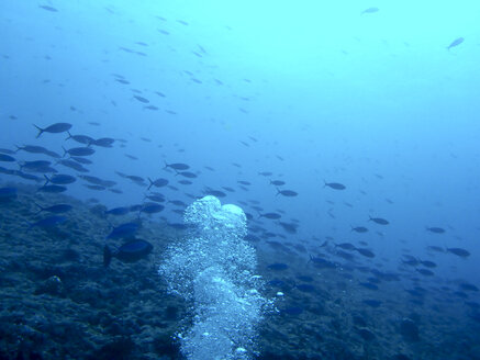 Scubadiving in Ari Atoll, Maldives - FLF000565