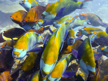 Swarm of parrotfish in Ari Atoll, Maldives - FLF000566