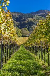 Germany, Baden-Wuerttemberg, Staufen im Breisgau, vineyard - MABF000263