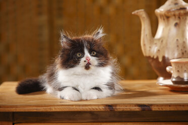 Britisch Langhaar Kätzchen liegend auf Holztisch - HTF000531