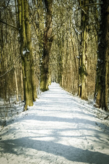 Deutschland, Hessen, Stockstadt am Rhein, Waldweg im Winter - PUF000303