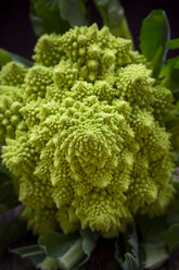 Romanesco, Brassica oleracea convar. botrytis var. botrytis, close-up - LVF002215