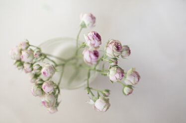 Twig of tea roses in front of white ground - ASCF000011