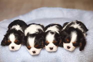 Reihe von vier schlafenden Cavalier King Charles Spaniel Welpen auf einer Decke - HTF000525