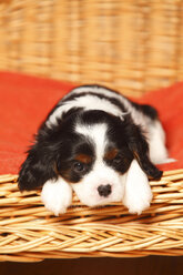 Porträt eines Cavalier King Charles Spaniel-Welpen, der in einem Hundekorb auf einer roten Decke liegt - HTF000524