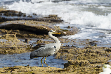 Vereinigtes Königreich, England, Northumberland, Graureiher, Ardea cinerea - SRF000807