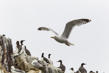 UK, Northumberland, Seahouses, Mantelmöwe, Larus fuscus, mitten im Flug - SRF000853