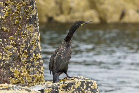 UK, Northumberland, Farne Island, Krähenscharbe, Phalacrocorax aristotelis, auf einem Felsen sitzend, lizenzfreies Stockfoto