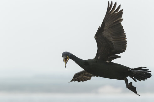 UK, Northumberland, Farne Island, Krähenscharbe, Phalacrocorax aristotelis, mitten im Flug - SRF000854