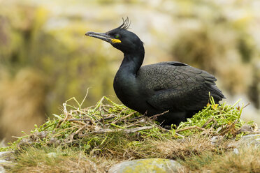 UK, Northumberland, Farne Island, Krähenscharbe, Phalacrocorax aristotelis, nistend - SRF000811