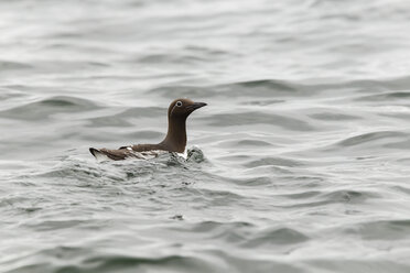 Großbritannien, England, Northumberland, Farne-Inseln, Murre, Uria aalge - SRF000812