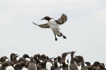 Great Britain, England, Northumberland, Farne Islands, Common Murres, Uria aalge - SRF000816