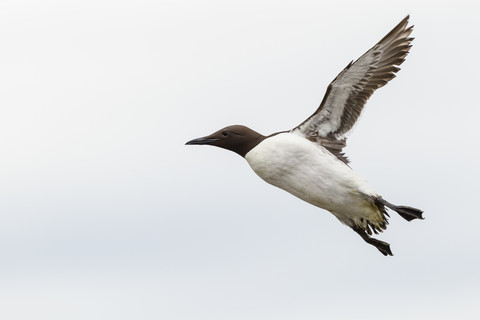 Großbritannien, England, Northumberland, Farne-Inseln, Wanderfalke, Uria aalge, fliegend, lizenzfreies Stockfoto