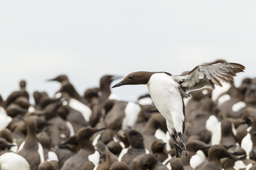 Great Britain, England, Northumberland, Farne Islands, Common Murres, Uria aalge - SRF000820