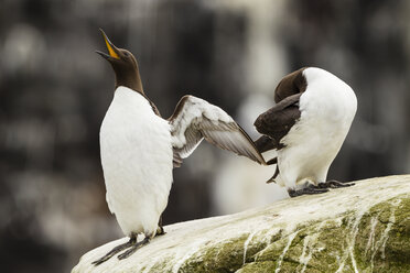 Great Britain, England, Northumberland, Farne Islands, Common Murres, Uria aalge - SRF000821