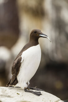 Großbritannien, England, Northumberland, Farne-Inseln, Murre, Uria aalge - SRF000823