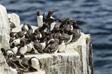 Großbritannien, England, Northumberland, Farne-Inseln, Murres, Uria aalge - SRF000824