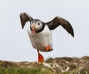 United Kingdom, England, Northumberland, Farne Islands, Atlantic puffin, Fratercula arctica - SRF000825