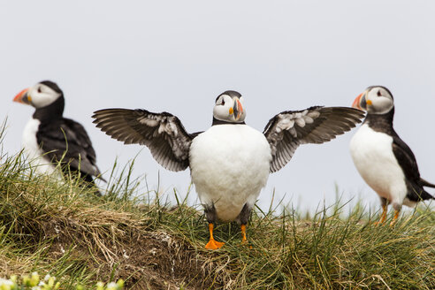 Vereinigtes Königreich, England, Northumberland, Farne-Inseln, Papageientaucher, Fratercula arctica - SRF000826