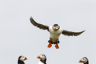 Vereinigtes Königreich, England, Northumberland, Farne-Inseln, Papageientaucher, Fratercula arctica - SRF000827