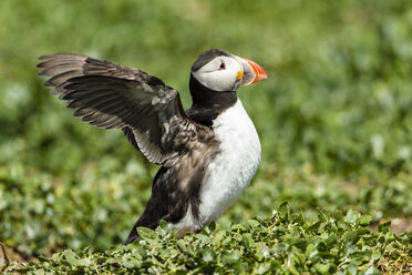 Vereinigtes Königreich, England, Northumberland, Farne-Inseln, Papageientaucher, Fratercula arctica - SRF000832