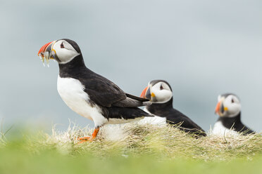 Vereinigtes Königreich, England, Northumberland, Farne-Inseln, Papageientaucher, Fratercula arctica - SRF000835