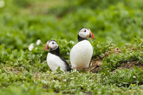 Vereinigtes Königreich, England, Northumberland, Farne-Inseln, Papageientaucher, Fratercula arctica - SRF000837