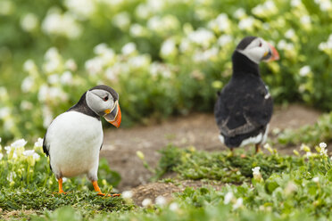 Vereinigtes Königreich, England, Northumberland, Farne-Inseln, Papageientaucher, Fratercula arctica - SRF000838