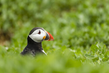 Vereinigtes Königreich, England, Northumberland, Farne-Inseln, Papageientaucher, Fratercula arctica - SRF000839