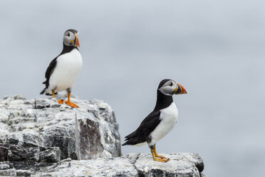 Vereinigtes Königreich, England, Northumberland, Farne-Inseln, Papageientaucher, Fratercula arctica - SRF000840