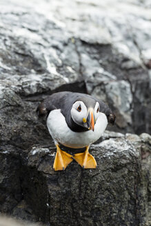 Vereinigtes Königreich, England, Northumberland, Farne-Inseln, Papageientaucher, Fratercula arctica - SRF000841