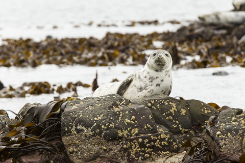 Vereinigtes Königreich, England, Northumberland, Farne-Inseln, Atlantische Kegelrobbe, Halichoerus grypus, lizenzfreies Stockfoto