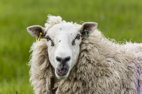 Porträt eines blökenden Schafes, lizenzfreies Stockfoto