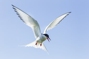 Vereinigtes Königreich, England, Northumberland, Farne-Inseln, Flussseeschwalbe, Sterna hirundo - SRF000846