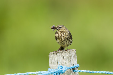 Vereinigtes Königreich, England, Northumberland, Farne Islands, Wiesenpieper, Anthus pratensis, mit Nestbaumaterial, lizenzfreies Stockfoto