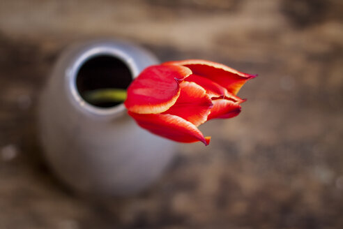 Blumenvase mit roter Tulpe, Tulipa - ASCF000013