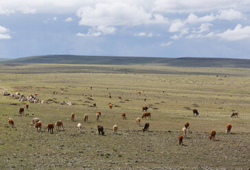 Turkey, Kars Province, view to herd of cows at highland - SIEF006249