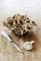 Oyster Mushrooms and a knife on wood - EVGF001061