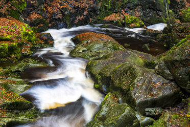 Germany, Bavarian Forest National Park, Steinbach gorge in autumn - STSF000597