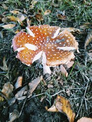 Germany, North Rhine-Westphalia, Petershagen, fly agaric - HAWF000511