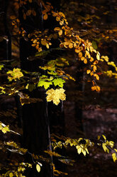 Deutschland, Sachsen, Herbstlaub am Baum - JTF000590